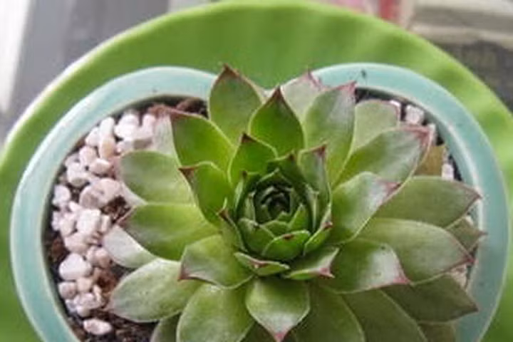 Kỹ thuật trồng cây hoa sen đá cực chuẩn làm quà tặng ngày Valentine