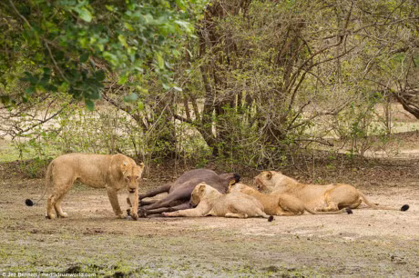 Trau me mang bau chet tham duoi nanh vuot cua dan su tu - Anh 6