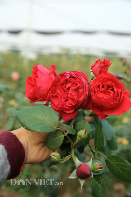 Vuon hong co gia toi tram trieu mot cay cua nu chu nhan 9X - Anh 8