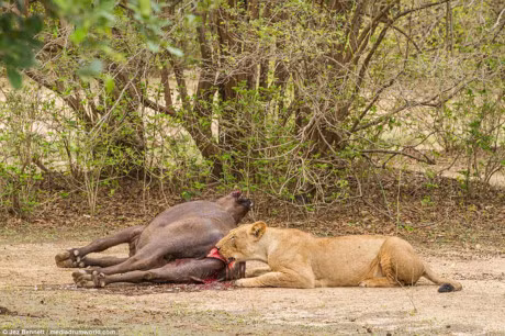 Trau me mang bau chet tham duoi nanh vuot cua dan su tu - Anh 5