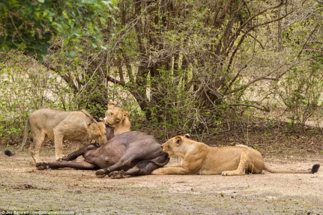 Trau me mang bau chet tham duoi nanh vuot cua dan su tu - Anh 8