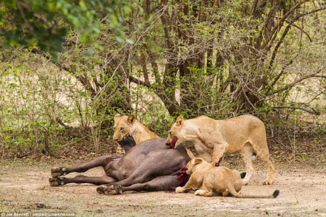 Trau me mang bau chet tham duoi nanh vuot cua dan su tu - Anh 4