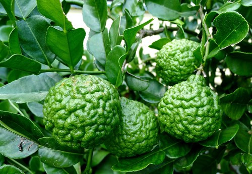 Chanh hình não người Chanh hình não người