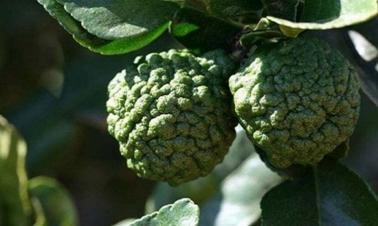 Chanh hình não người Chanh hình não người