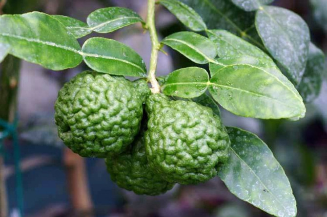 Chanh hình não người Chanh hình não người