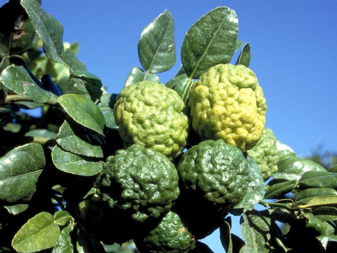 Chanh hình não người Chanh hình não người