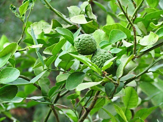 Chanh hình não người Chanh hình não người