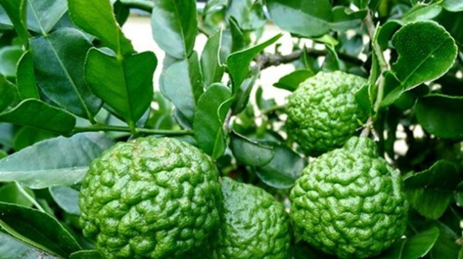 Chanh hình não người Chanh hình não người