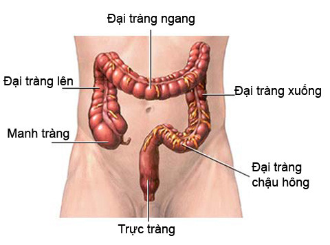 Vị trí của trực tràng trong cơ thể người. Ảnh: Sức Khỏe Đời Sống.
