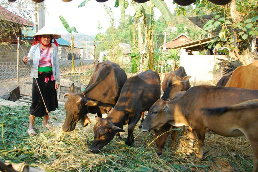 Người dân huyện Mường Ảng chăm sóc gia súc.