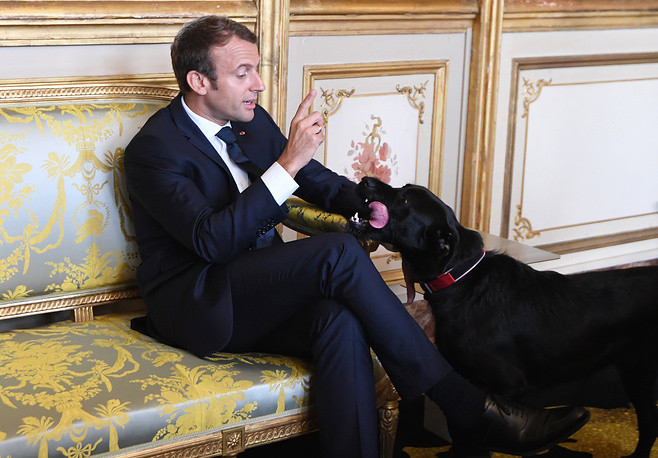 Tổng thống Pháp Emmanuel Macron và chú chó Nemo tại điện Elysee, Pháp, năm 2017 Tổng thống Pháp Emmanuel Macron và chú chó Nemo tại điện Elysee, Pháp, năm 2017