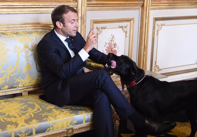 Tổng thống Pháp Emmanuel Macron và chú chó Nemo tại điện Elysee, Pháp, năm 2017