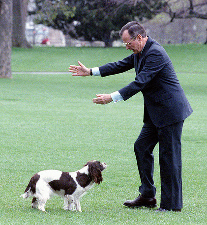 Cựu Tổng thống Mỹ George Bush chơi cùng chú chó Millie ở Washington năm 1989. Cựu Tổng thống Mỹ George Bush chơi cùng chú chó Millie ở Washington năm 1989.