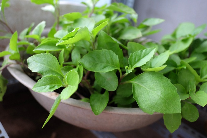 Vườn rau sân thượng xanh mướt nhờ nuôi cá