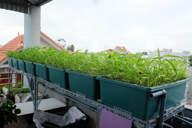 Vườn rau sân thượng xanh mướt nhờ nuôi cá