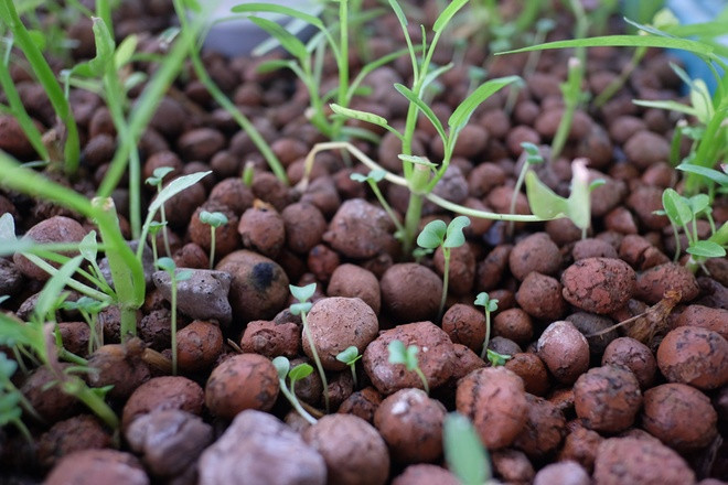 Vườn rau sân thượng xanh mướt nhờ nuôi cá