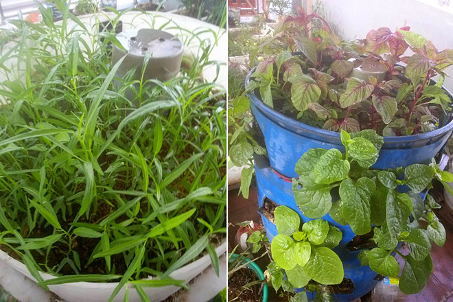 Vườn rau sân thượng xanh mướt nhờ nuôi cá