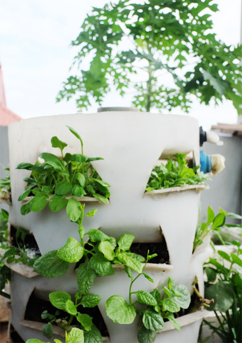 Vườn rau sân thượng xanh mướt nhờ nuôi cá