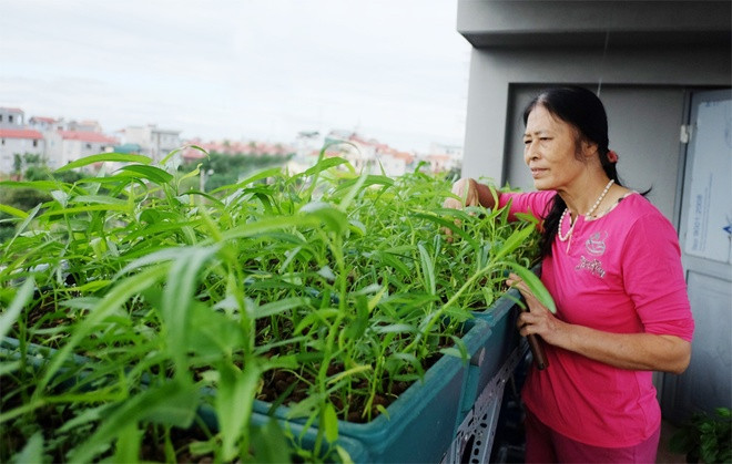 Vườn rau sân thượng xanh mướt nhờ nuôi cá