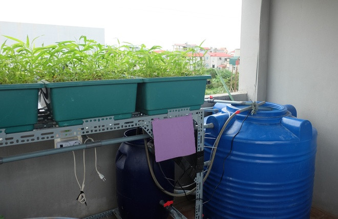 Vườn rau sân thượng xanh mướt nhờ nuôi cá