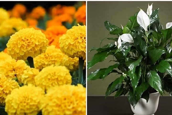 9 loại cây hoa mang ý nghĩa tốt lành bạn nên trưng trong nhà