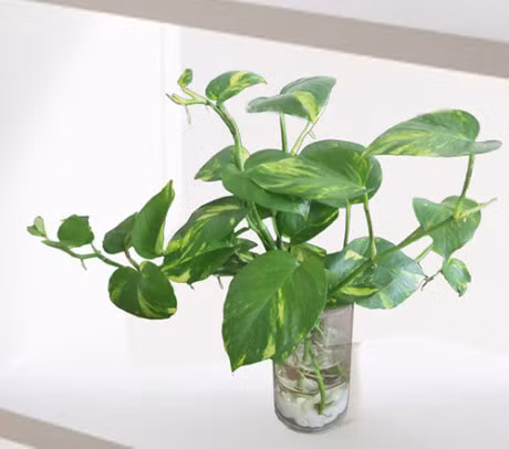 9 loai cay hoa mang y nghia tot lanh ban nen trung trong nha - Anh 7