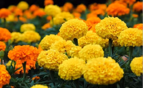 9 loai cay hoa mang y nghia tot lanh ban nen trung trong nha - Anh 5