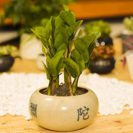 9 loai cay hoa mang y nghia tot lanh ban nen trung trong nha - Anh 6