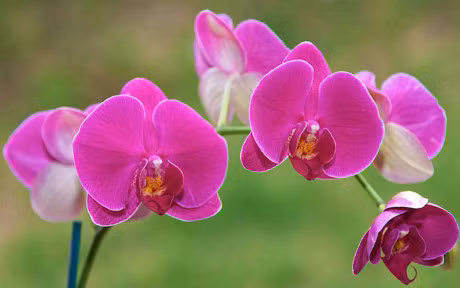 9 loai cay hoa mang y nghia tot lanh ban nen trung trong nha - Anh 4