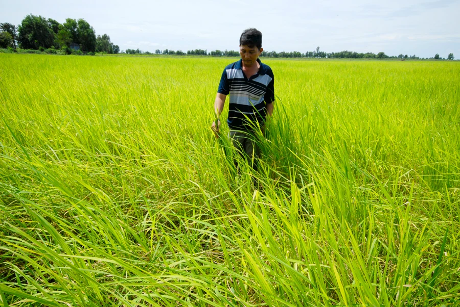 Trồng lúa mùa nổi ở An Giang 