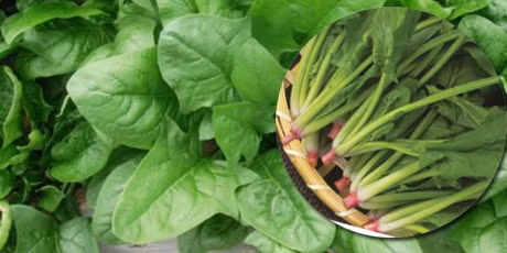 Bat mi cach trong rau cai bo xoi ngua ung thu cuc tot cho ca nha - Anh 2