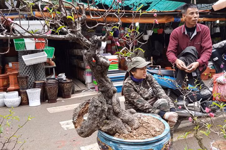 Cây đào "dị" nhất chợ hoa Vạn Phúc - Hà Nội