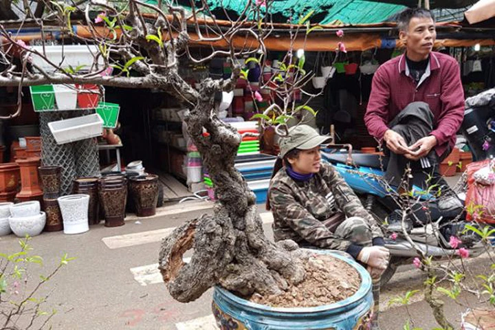 Cây đào "dị" nhất chợ hoa Vạn Phúc - Hà Nội