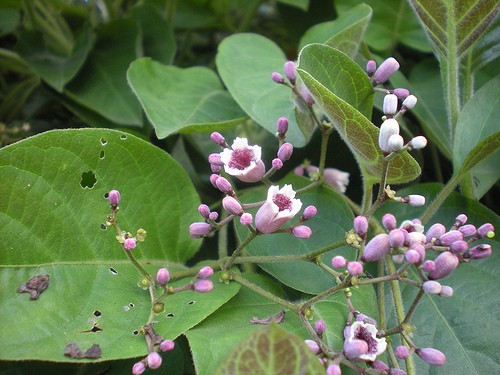 Lá mơ lông có công dụng tốt với nhiều loại bệnh khác nhau.
