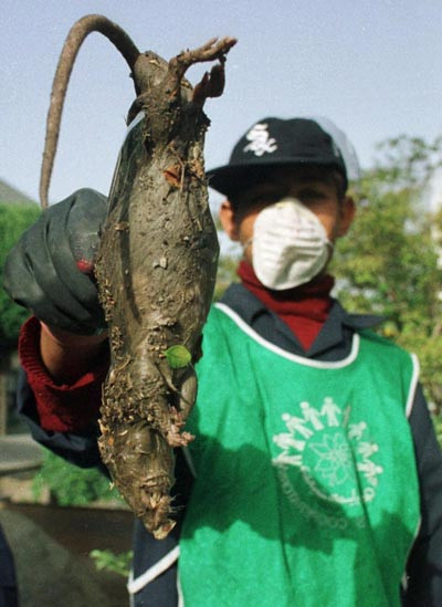 Cục môi trường Tehran, Iran phải điều các đội lính bắn tỉa đi tiêu diệt những con chuột khổng lồ đang chạy loạn khắp 26 quận của thành phố.