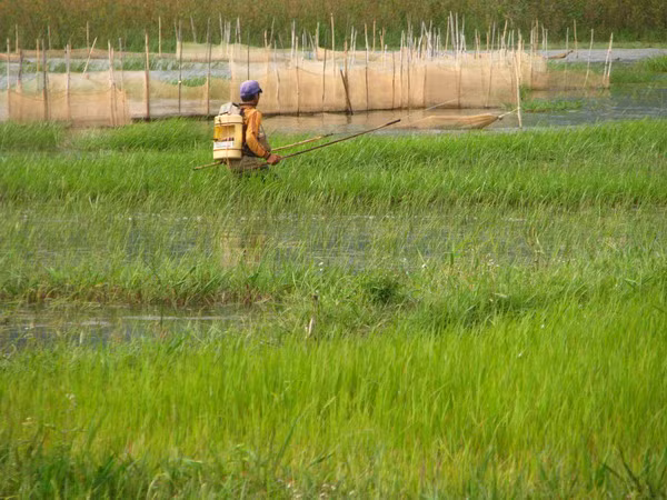 Rà cá bằng xung điện công khai ở lòng Biển Hồ 2.