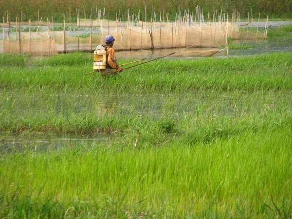 Rà cá bằng xung điện công khai ở lòng Biển Hồ 2.