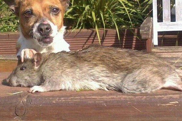 Nhiều con chuột có thể to bằng chó nhà