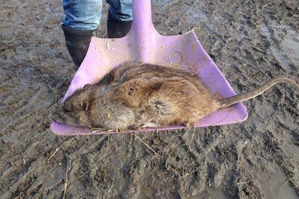 Kích thước của con chuột khiến nhiều người không tin vào mắt mình