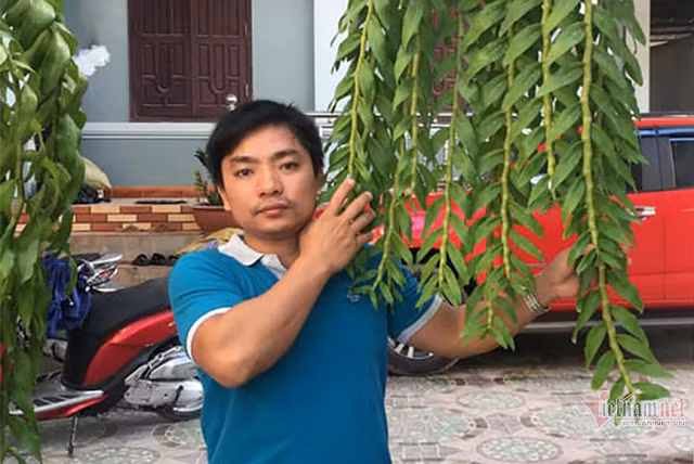 Anh Trần Đình Luật người vừa chuyển nhượng lại cây lan hồng bồng lai.
