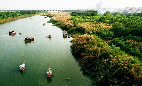 Hà Nội đẹp mơ màng mùa hoa cỏ lau