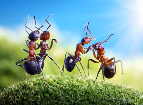 Khám phá những điều khó tin về loài kiến