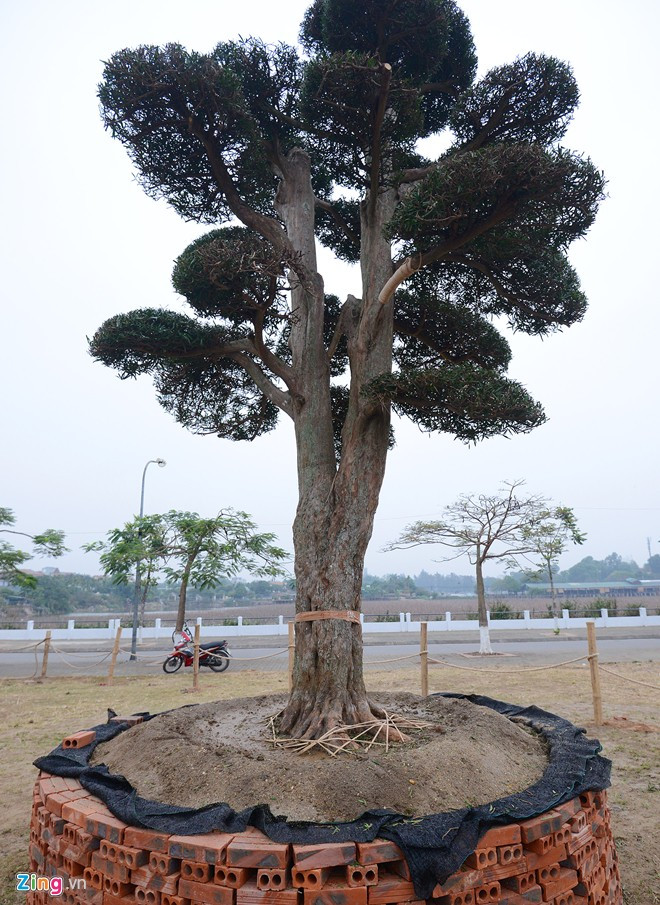 Vườn tùng trăm tuổi giá hàng chục tỷ đồng bán Tết ở Hà Nội