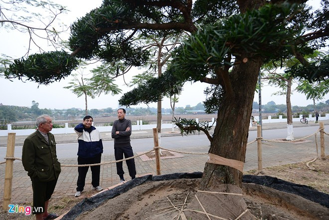 Vườn tùng trăm tuổi giá hàng chục tỷ đồng bán Tết ở Hà Nội