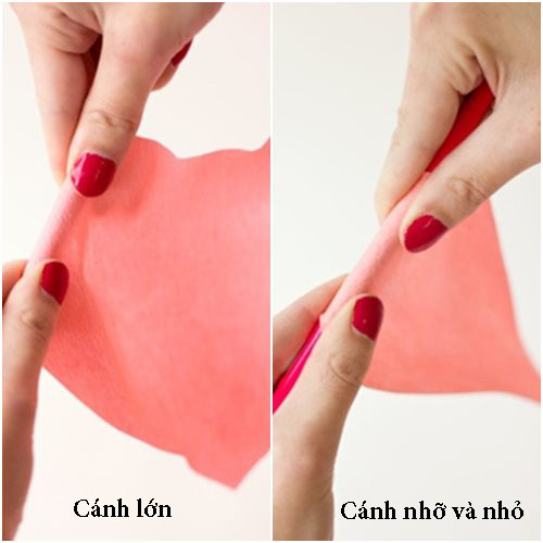 Ngất ngây hoa hồng ngoại nở to bằng khăn giấy - 4