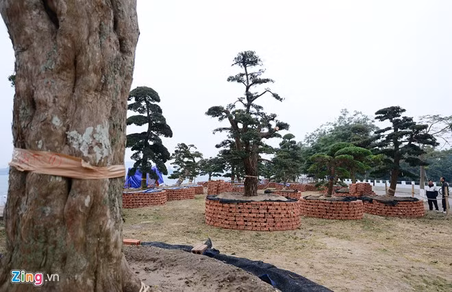 Vườn tùng trăm tuổi giá hàng chục tỷ đồng bán Tết ở Hà Nội