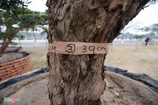 Vườn tùng trăm tuổi giá hàng chục tỷ đồng bán Tết ở Hà Nội