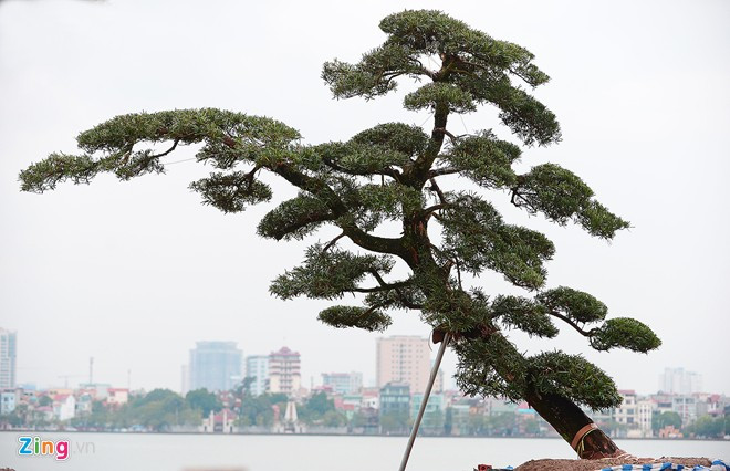 Vườn tùng trăm tuổi giá hàng chục tỷ đồng bán Tết ở Hà Nội