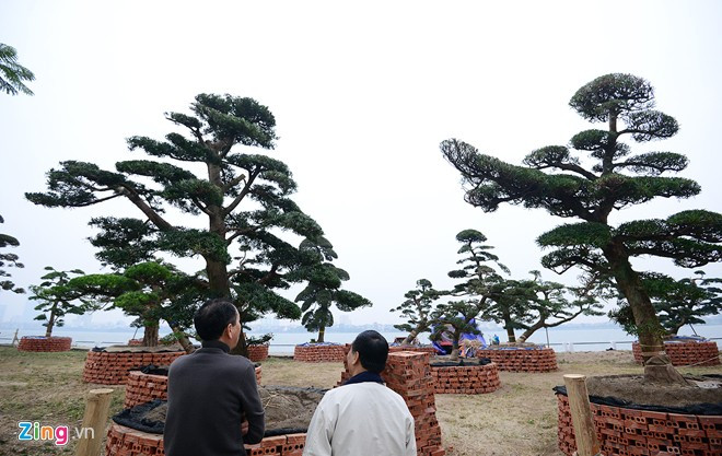 Vườn tùng trăm tuổi giá hàng chục tỷ đồng bán Tết ở Hà Nội