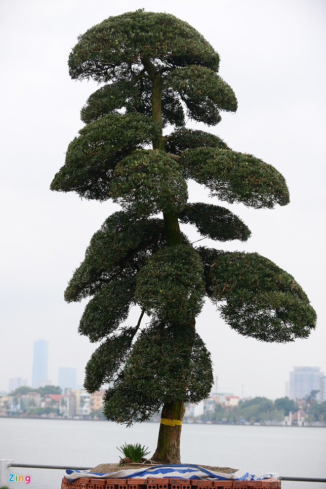  Một cây khác có tuổi đời gần 100 năm, được định giá trên 1 tỷ đồng.